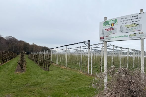 Obstbaumplantage in Warsage