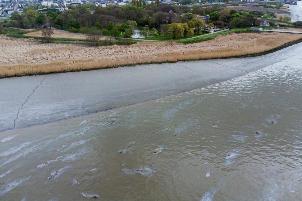 Ausgetretenes Öl in der Nähe des Antwerpener Hafens