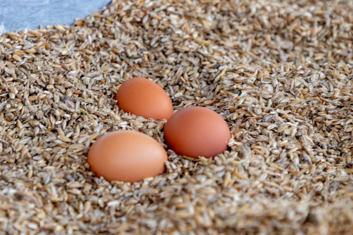 Osterlager auf dem Gut Rotter 93