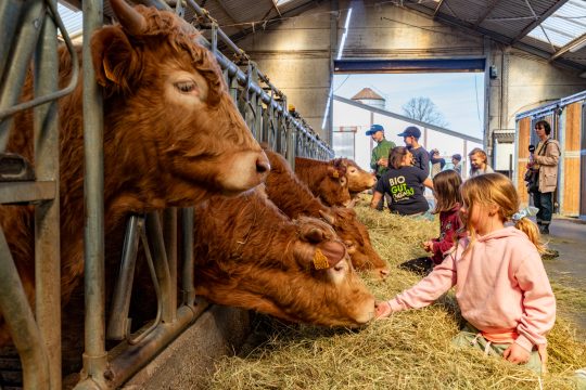 Kinder streicheln die Rinder