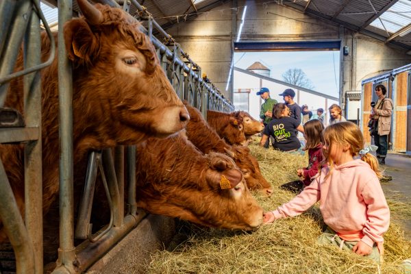 Kinder streicheln die Rinder