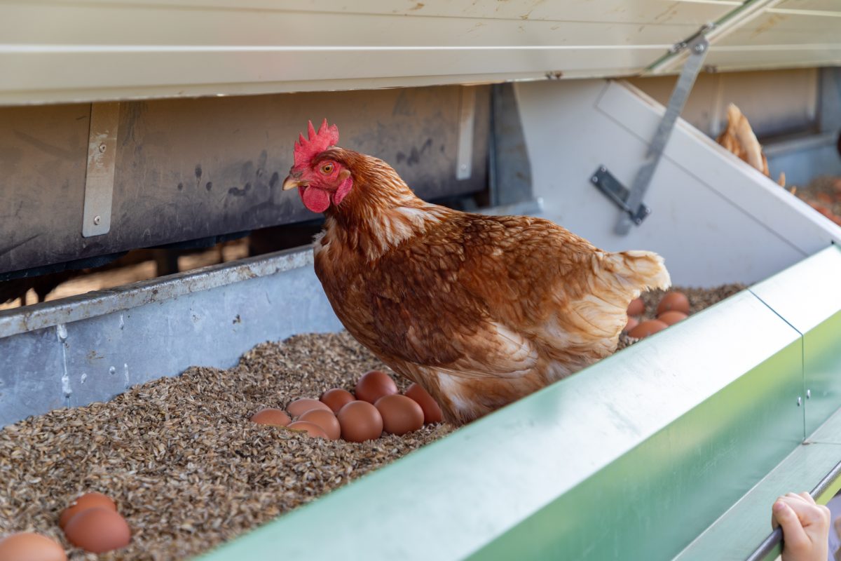 Osterlager auf dem Gut Rotter 93