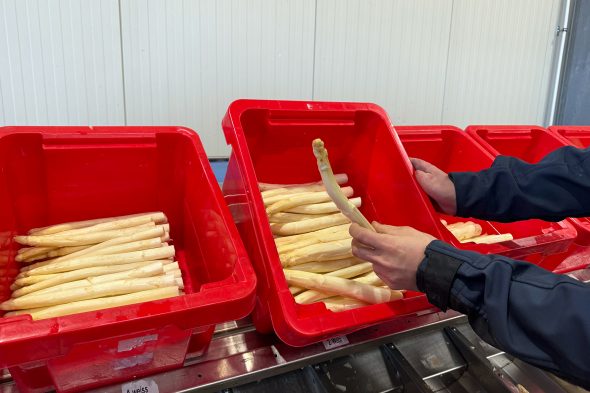 Handarbeit und Direktvermarktung: Spargelernte im Kreis Heinsberg