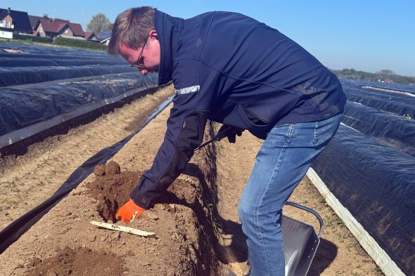 Handarbeit und Direktvermarktung: Spargelernte im Kreis Heinsberg