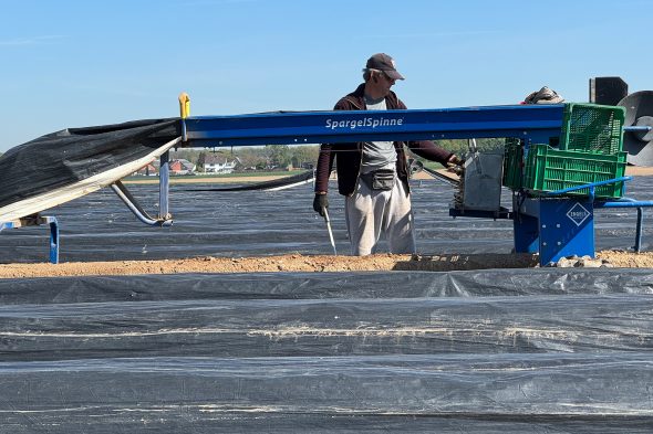 Handarbeit und Direktvermarktung: Spargelernte im Kreis Heinsberg