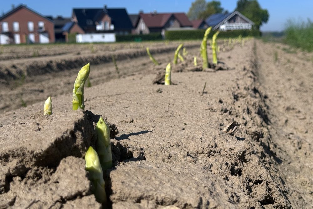 Handarbeit und Direktvermarktung: Spargelernte im Kreis Heinsberg