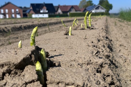 Handarbeit und Direktvermarktung: Spargelernte im Kreis Heinsberg