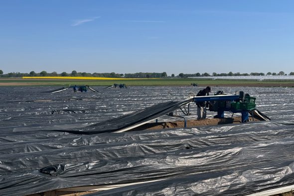 Handarbeit und Direktvermarktung: Spargelernte im Kreis Heinsberg