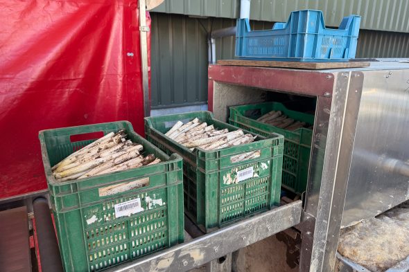 Handarbeit und Direktvermarktung: Spargelernte im Kreis Heinsberg