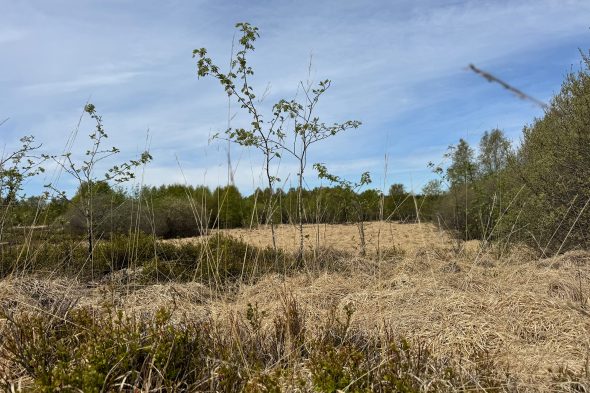 Trockene Gräser im Hohen Venn