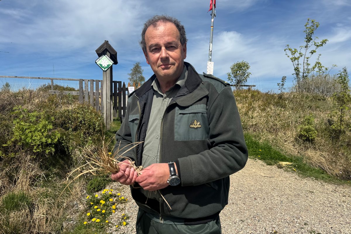 Forstamtsleiter René Dahmen mit trockenen Gräsern in der Hand im Hohen Venn