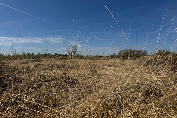 Trockene Gräser im Hohen Venn