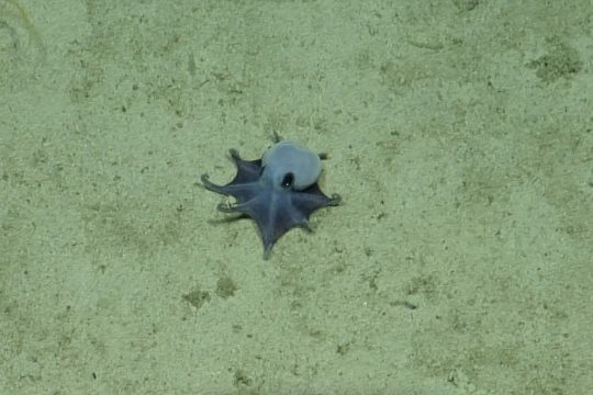 Blauer Mini-Oktopus
