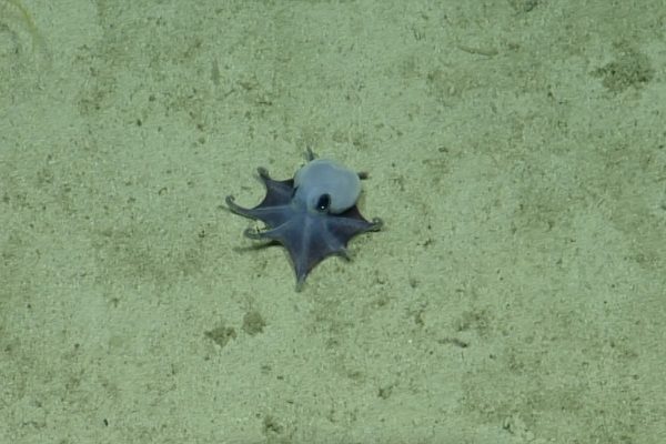 Blauer Mini-Oktopus