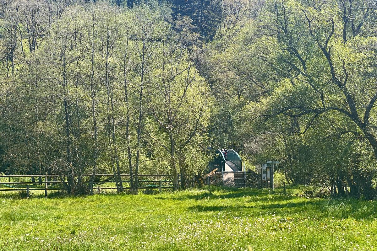 Wiese und Bäume, weiter hinten die Fußgängerbrücke über die Our