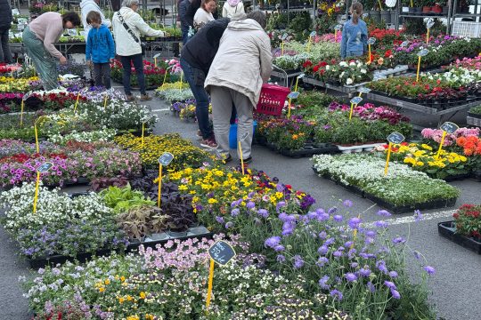 Blumenhändler auf dem Eupener Freitagsmarkt