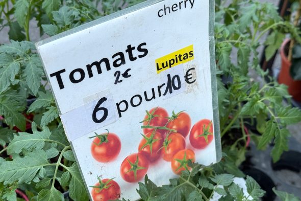 Tomatenpflanzen auf dem Eupener Freitagsmarkt
