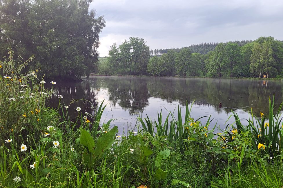 Der Rechter Weiher mit viel Grün und Bäumen ringsum