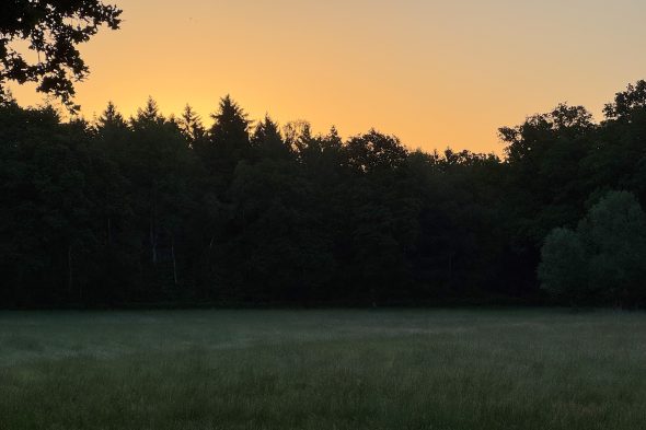 Die Wiese am frühen Morgen