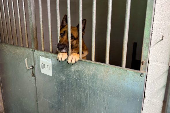 Tierheim Eupen steckt in finanziellen Schwierigkeiten