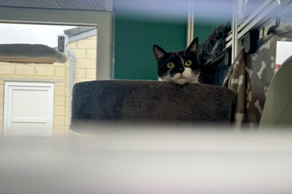 Tierheim Eupen steckt in finanziellen Schwierigkeiten