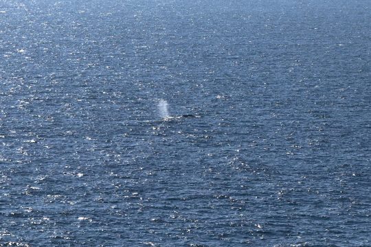 Am Samstag wurde der Wal "Timmy" in der Nähe von Skagen in Dänemark gesichtet