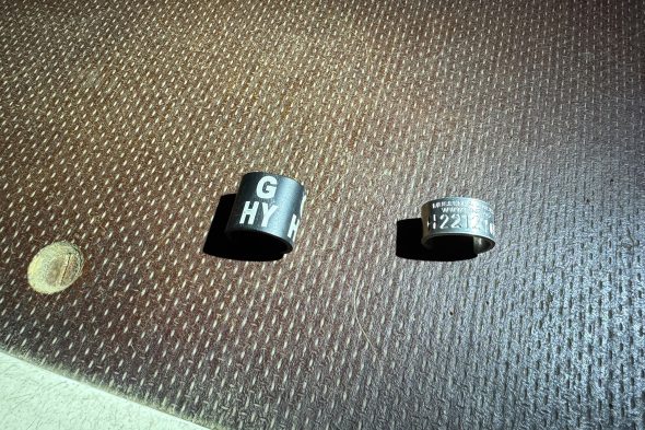 Zwei Ringe mit Identifikationsnummern für den Falken