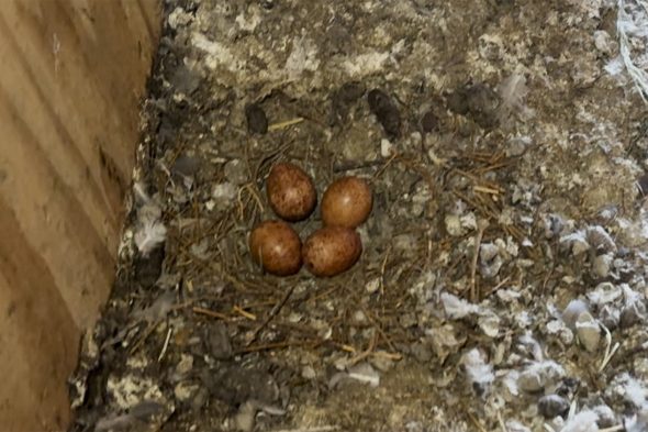 Im Nistkasten liegen vier kleine Eier