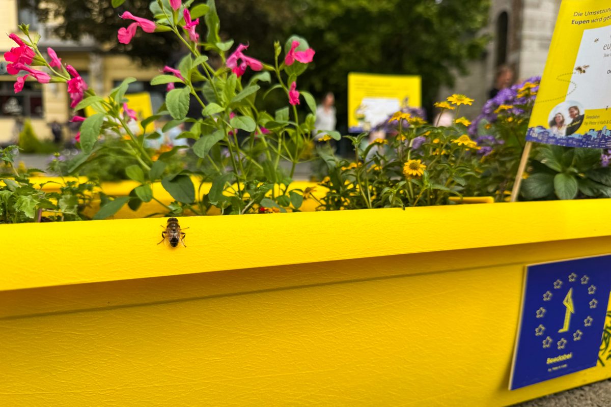 Pflanzen in einem Blumenkasten