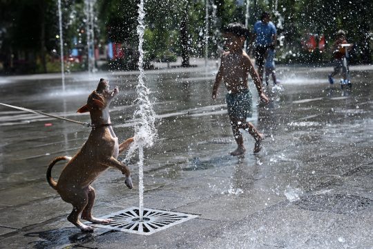 Hund und kleiner Junge kühlen sich an einer Wasserfontäne in Brüssel ab