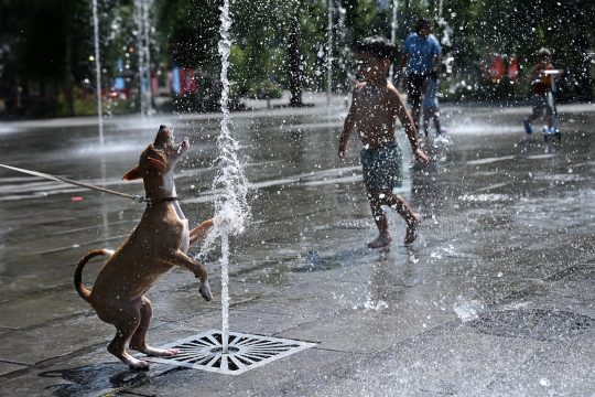 Ein Hund spielt an einer Wasserfontäne, die in Brüssel aus dem Boden schießt, im Hintergrund läuft ein kleiner Junge durch das kühle Nass