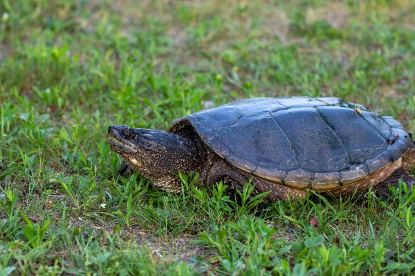 Schnappschildkröte auf einer Wiese