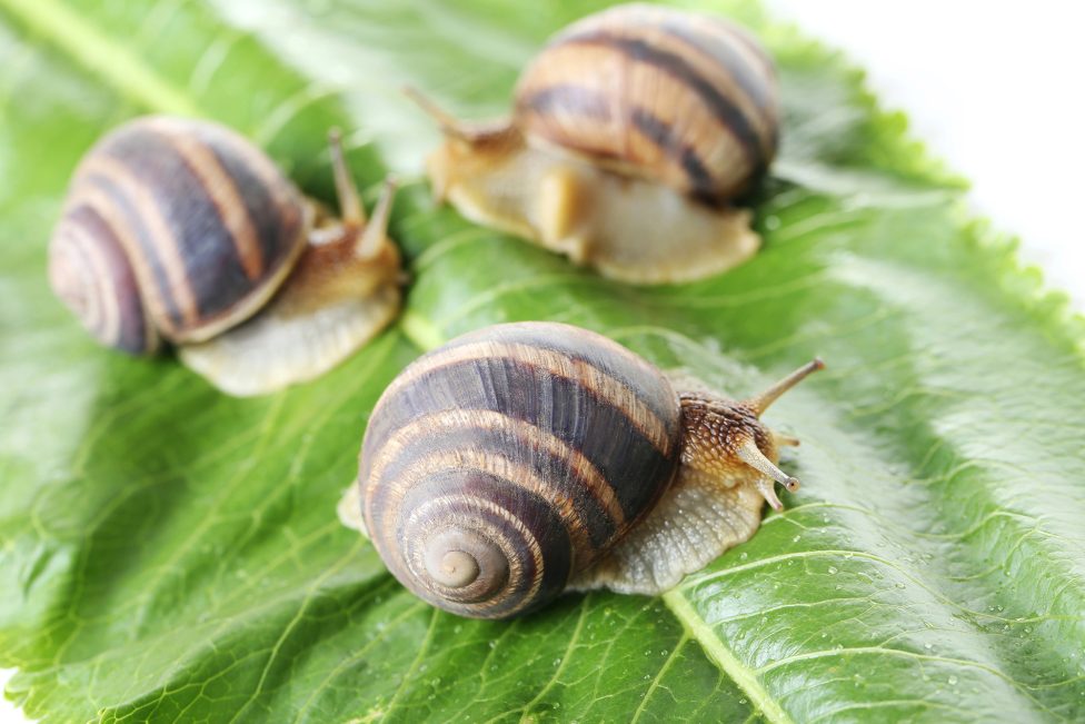 Drei Schnecken kriechen auf grünen Blättern