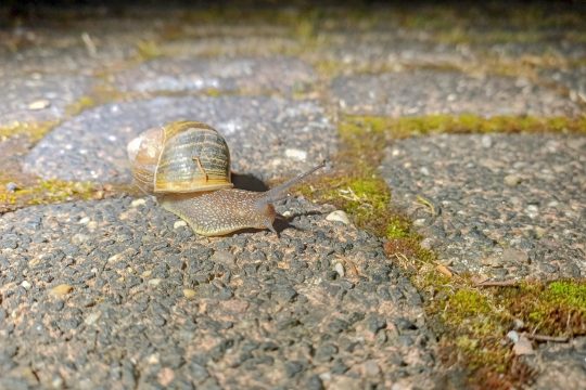 Schnecke auf einem Gartenweg