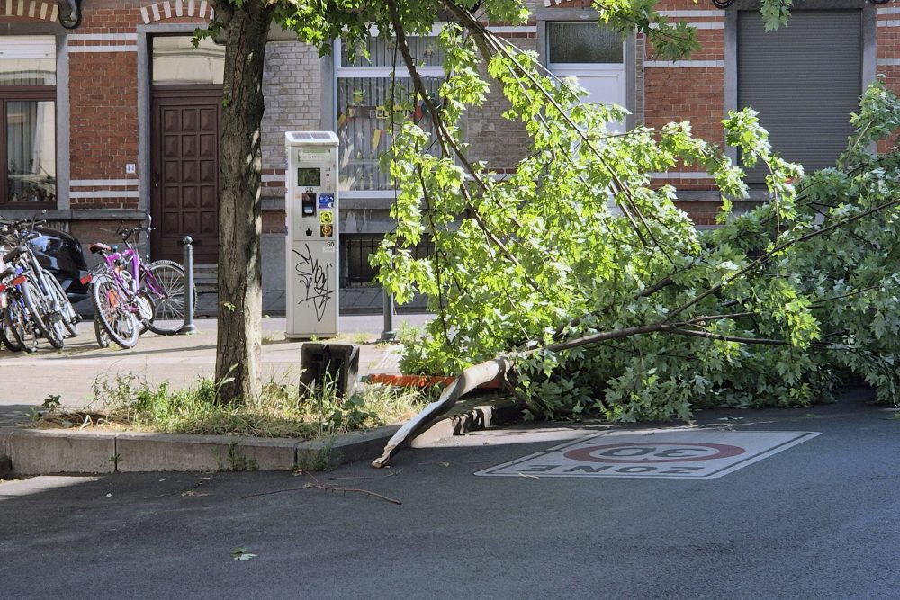 Ein großer vom Baum heruntergewehter Ast liegt auf einer Straße in Brüssel