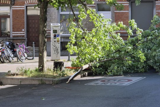 Ein großer vom Baum heruntergewehter Ast liegt auf einer Straße in Brüssel