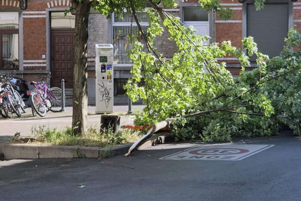 Ein großer vom Baum heruntergewehter Ast liegt auf einer Straße in Brüssel