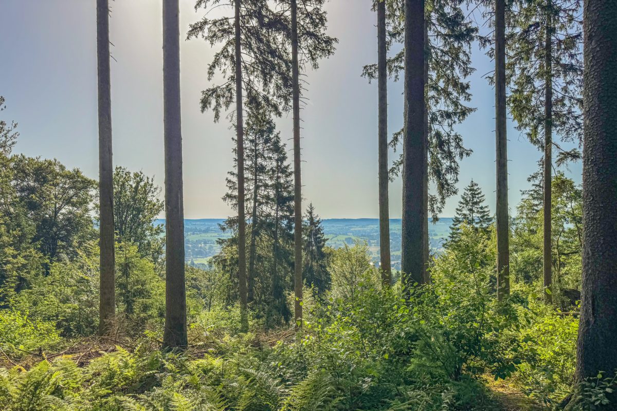 Bäume im Wald