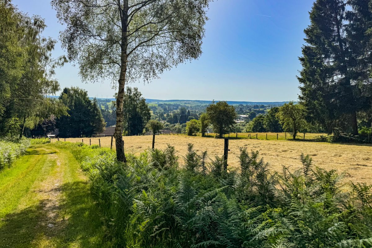 Feld mit Grün im Vordergrund