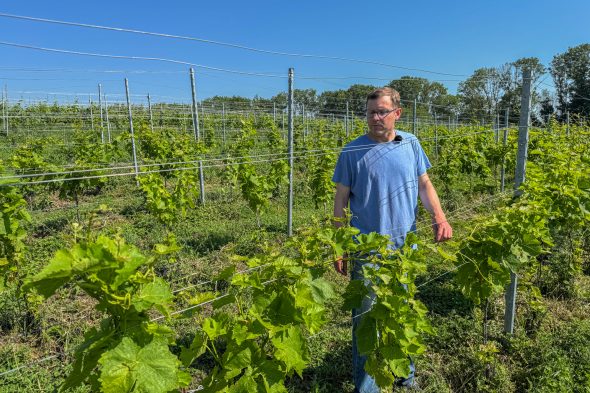 Winzer Cédric Locht im Weinhang