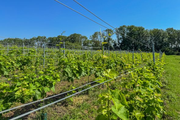 Weinhang in Homburg