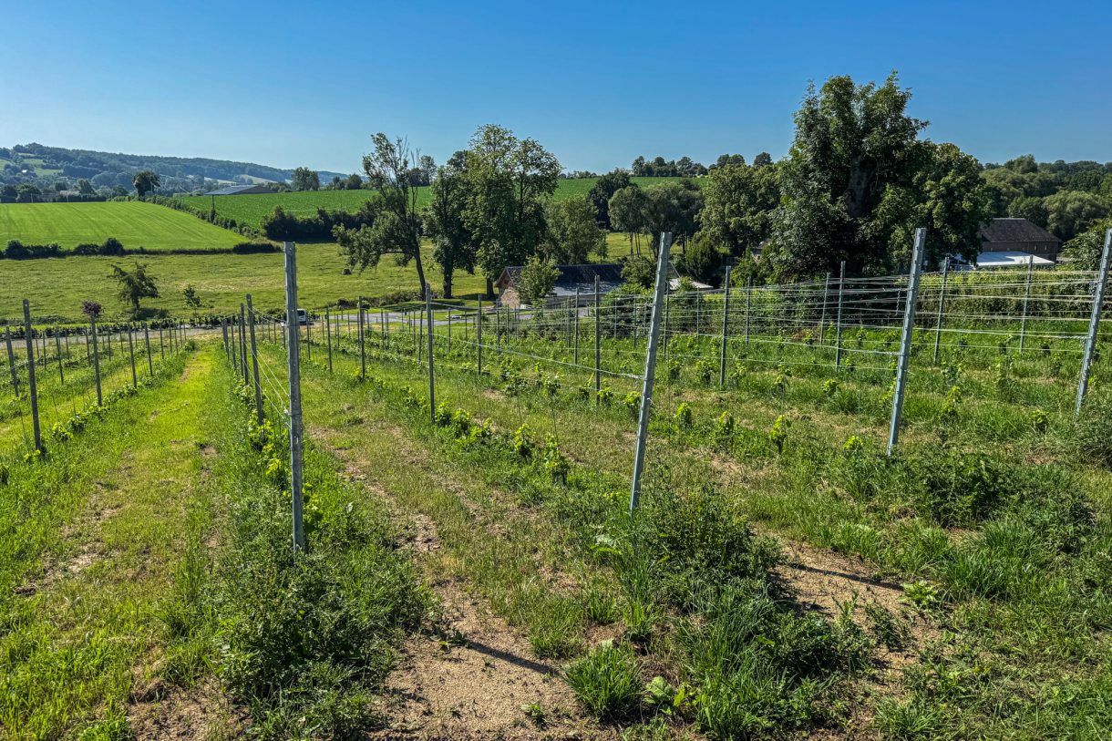 Weinhang in Homburg