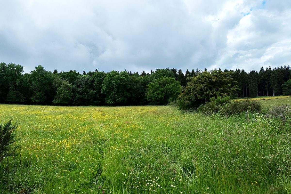 Die Wiese von Andrea Fasch