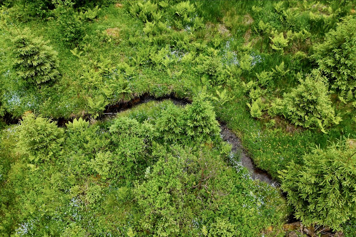 Bachlauf und Waldstück aus der Luft fotografiert