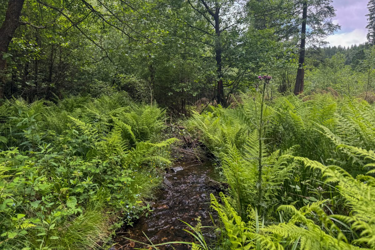 Waldstück mit Bachlauf und drumherum viel Wildwuchs