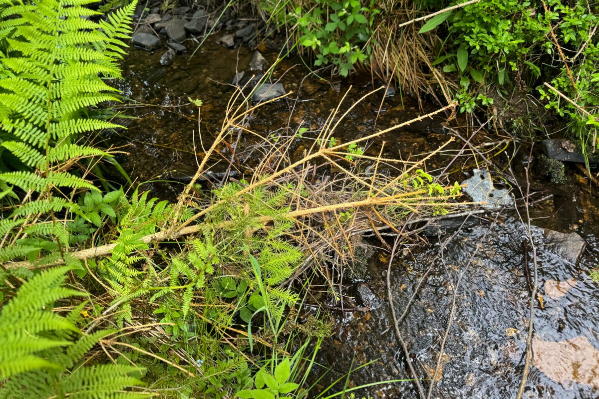 Viel Wildwuchs rund um einen Bachlauf