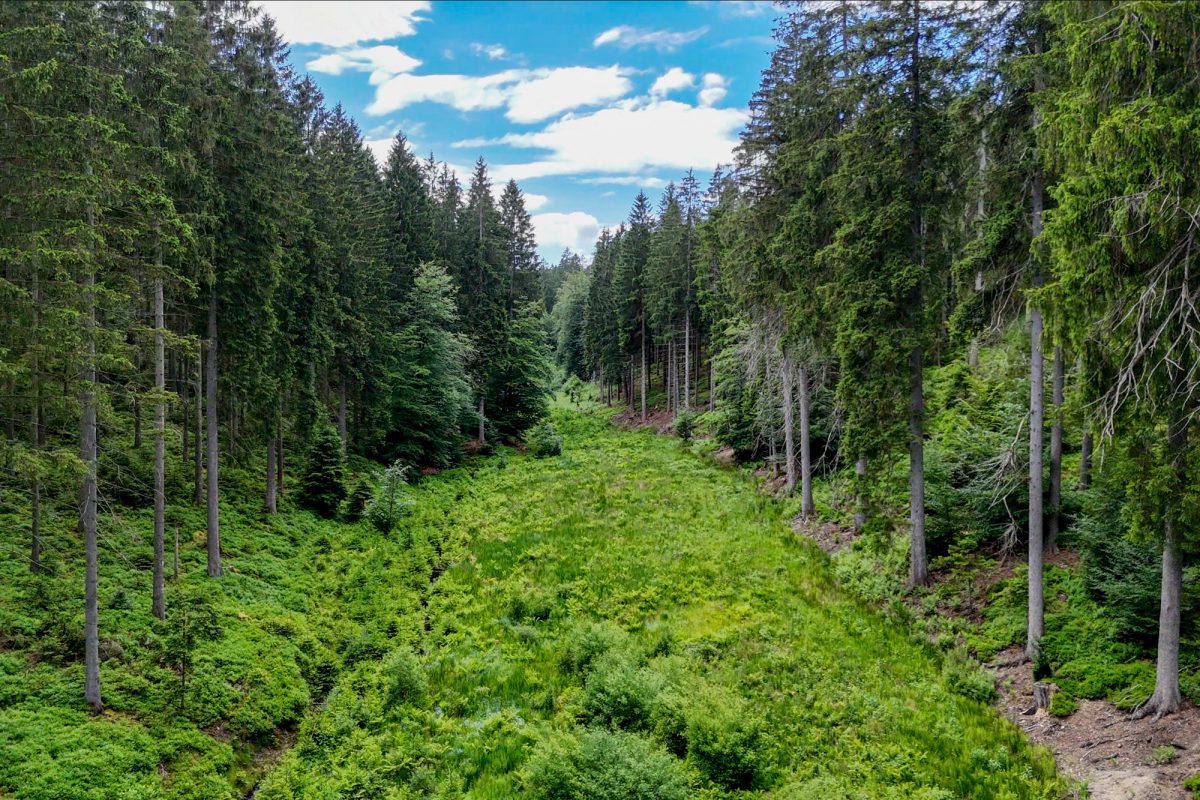 Waldstück mit viel Wildwuchs