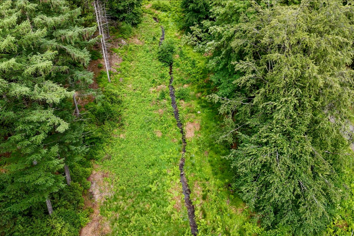 Bachlauf und Waldstück aus der Luft fotografiert