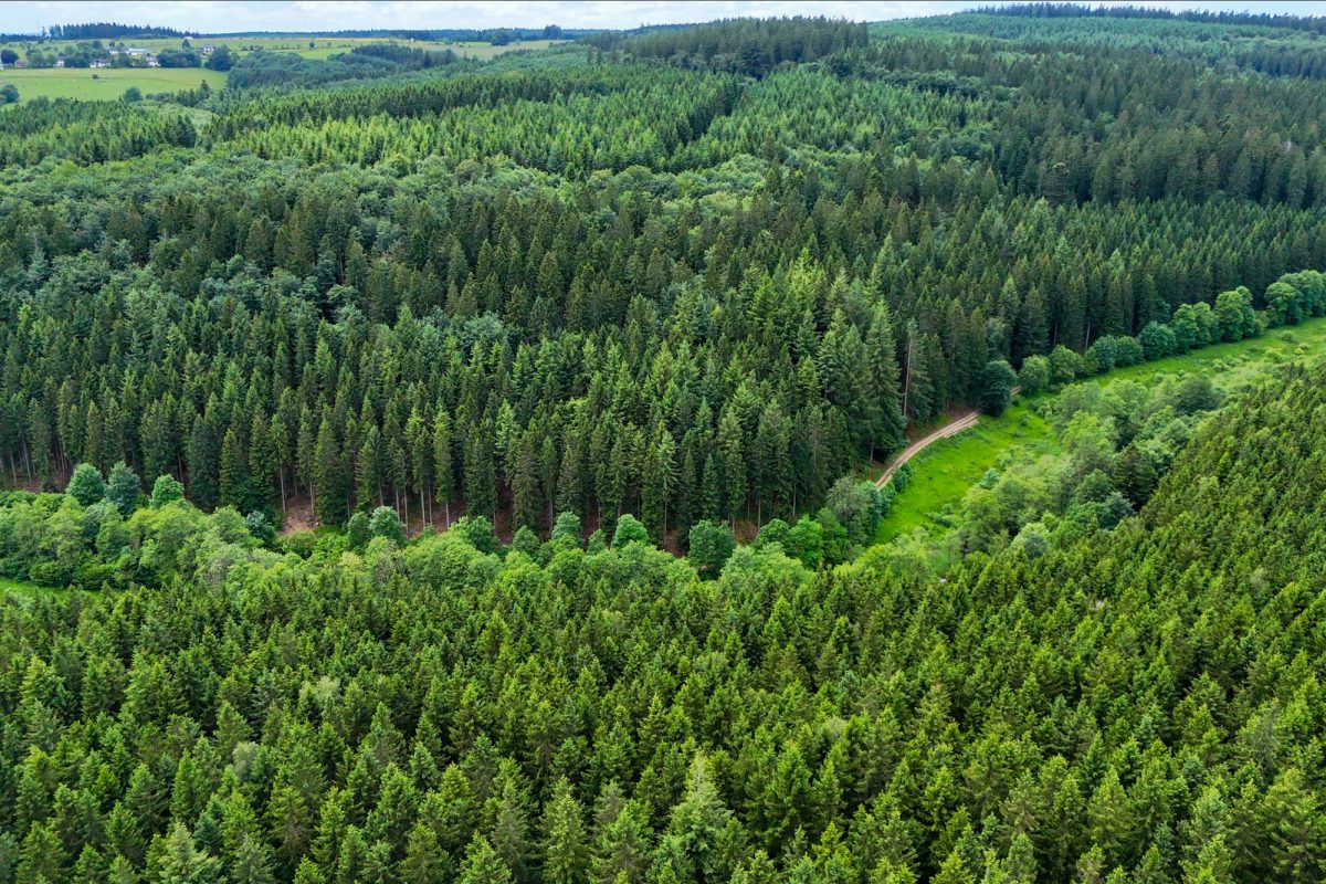 Bachlauf und Waldstück aus der Luft fotografiert