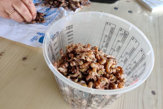 Graue Garnelen oder Crevetten sind typisch für die belgische Küste